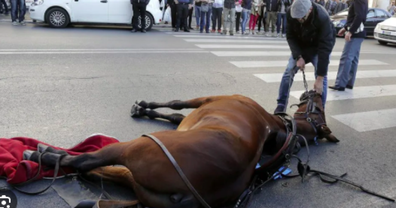 Sagra di Enemonzo, cavalli in carrozza nelle ore più calde: l’appello degli animalisti - foto di archivio del Partito Animalista