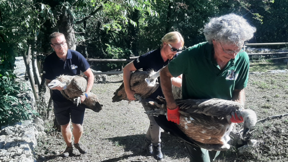 Cornino, tre grifoni tornano a sorvolare la Riserva: una giovane femmina salvata nel Gemonese resta sotto osservazione