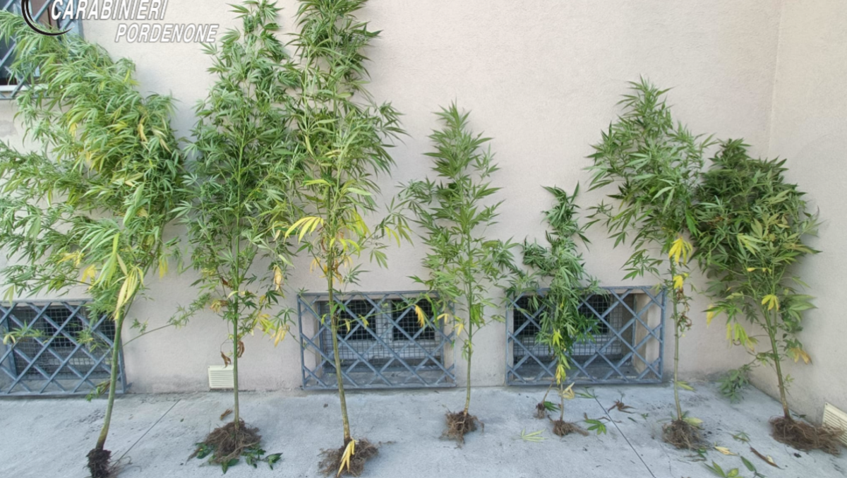 Movimenti sospetti tra due comuni, poi il blitz in casa: 8 piante di marijuana in casa - 