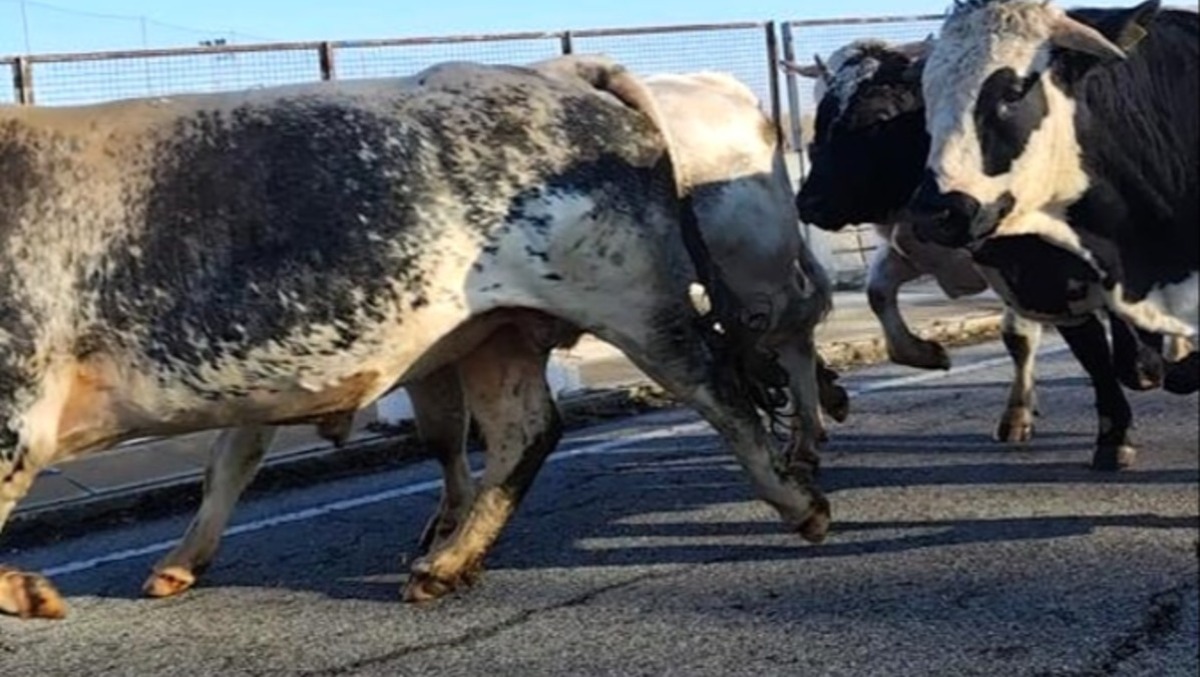 «Attenzione sulle strade», decine di tori scappati a Pocenia: l'appello del Comune - 