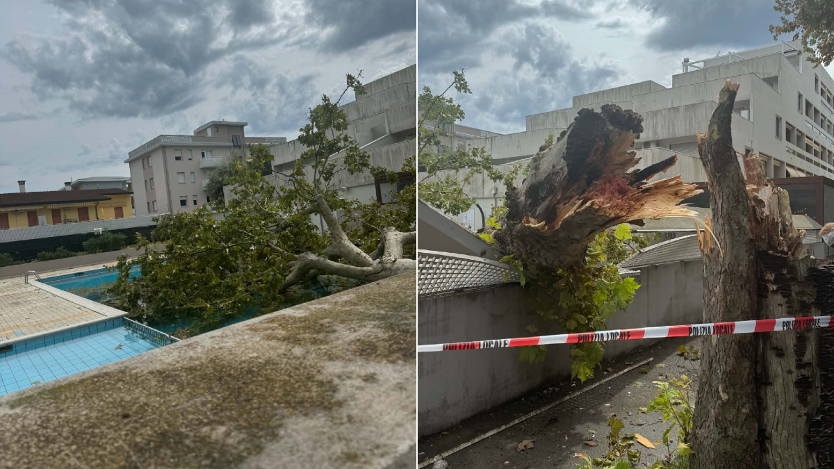 Bibione, grosso albero si spezza e piomba dentro una piscina: tragedia sfiorata | FOTO - 