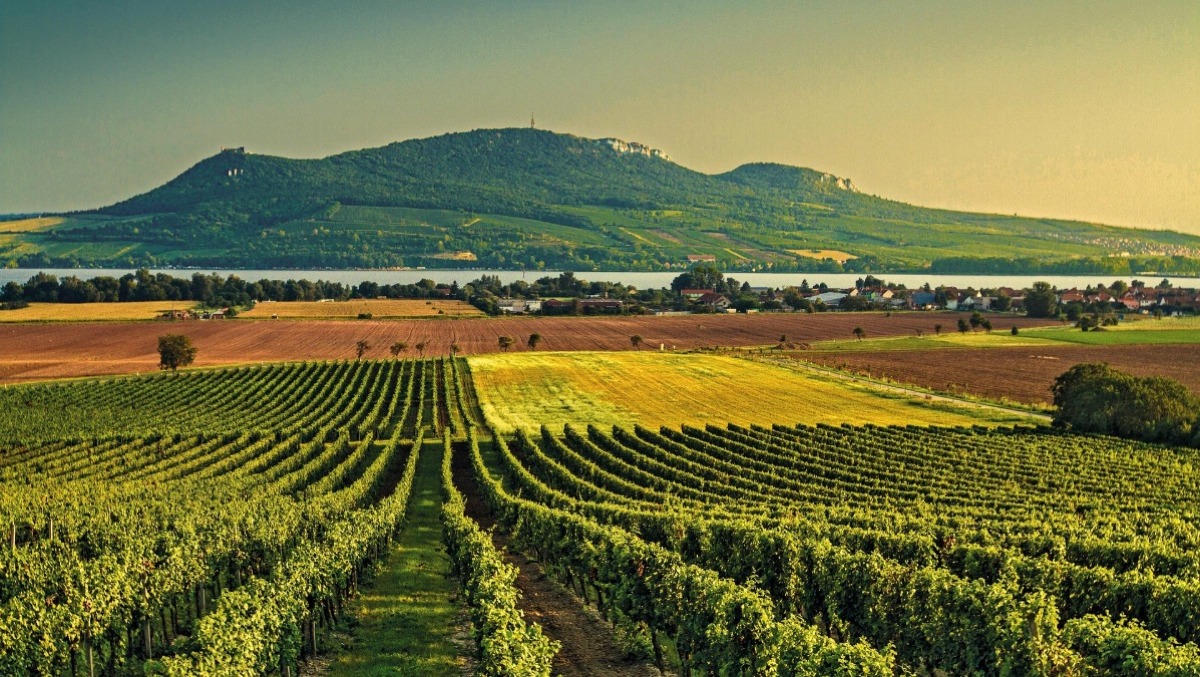 Il vino veronese oltre Vinitaly: il dialogo diretto tra cantina e consumatore - 