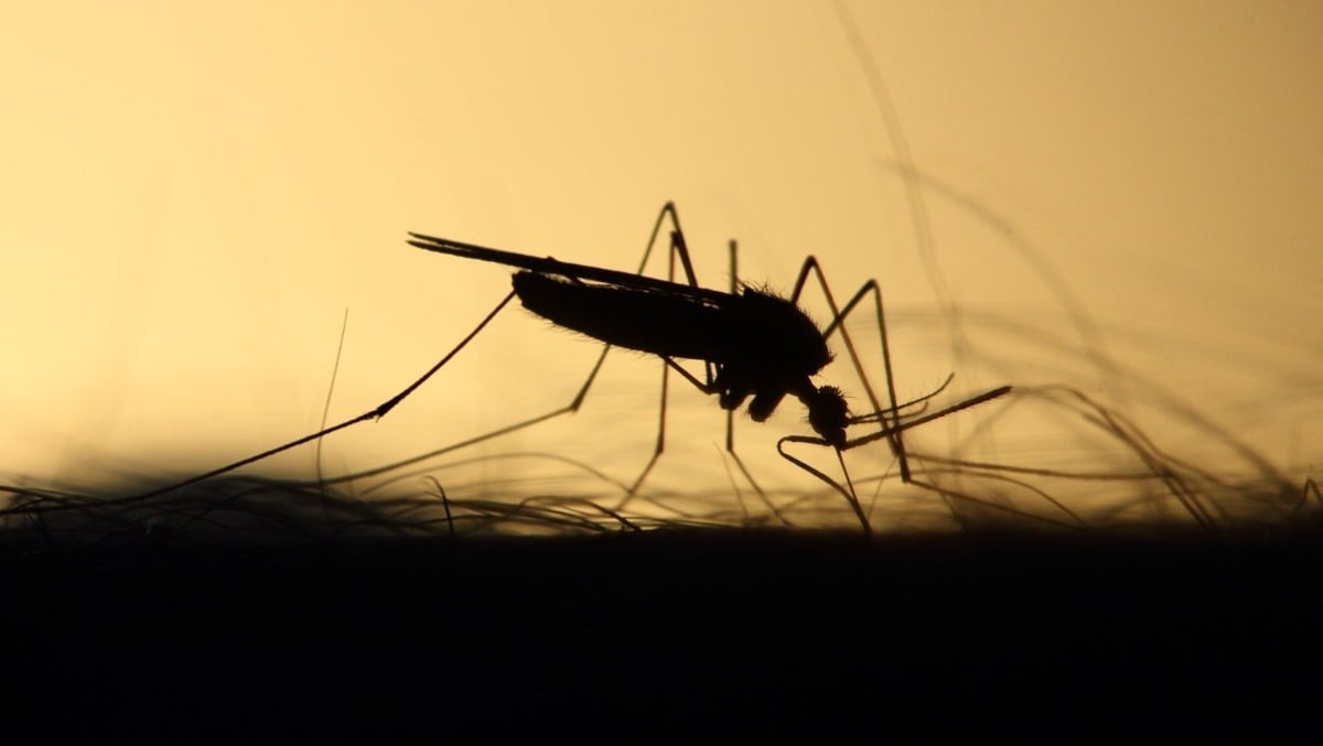 West Nile, nel Pordenonese la prima vittima del 2026: morto un 68enne di Pasiano - 