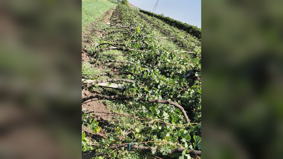 Maltempo nel Vicentino, danni per un milione alle imprese agricole colpite da grandine e vento - 