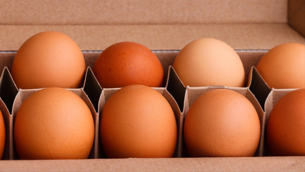 Salmonella sul guscio, richiamate uova di tre marchi: controllate questo lotto - 