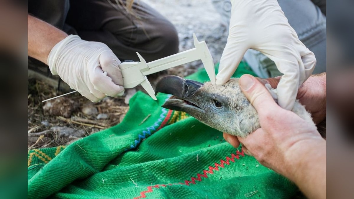 Università di Udine, master sulla fauna selvatica: 25 posti e domande entro il 1° ottobre - 
