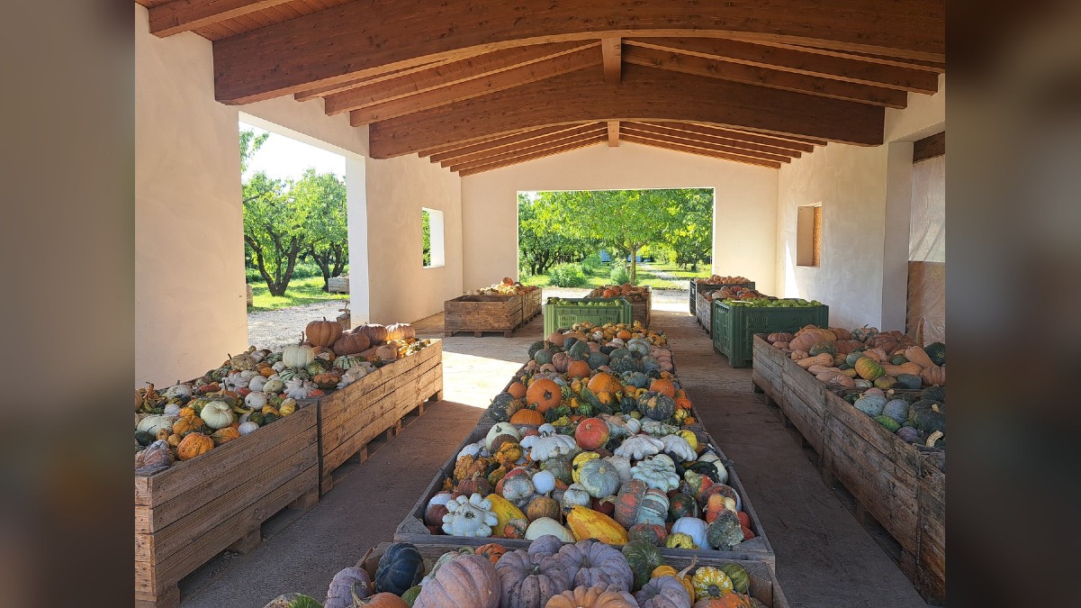 Dueville, riapre il giardino delle zucche Peretti: oltre 600 varietà da metà settembre - 