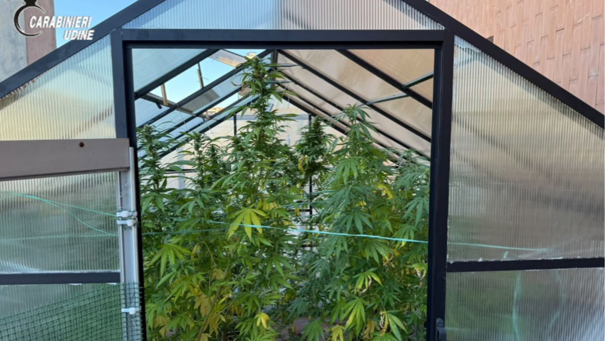 Serra di marijuana sul terrazzo e alcol alla guida: raffica di controlli nella Bassa friulana | VIDEO - 