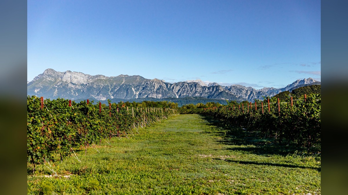 Bosco del Merlo, nel bilancio 2025 rifiuti in calo del 10,5% e più energia da fotovoltaico - 