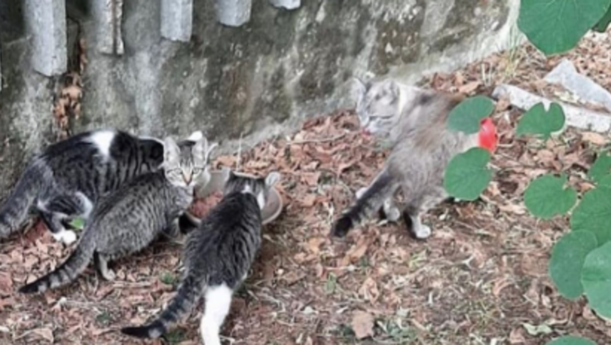 Pordenone, sospetto veleno nella colonia felina: chieste bonifica e telecamere - 