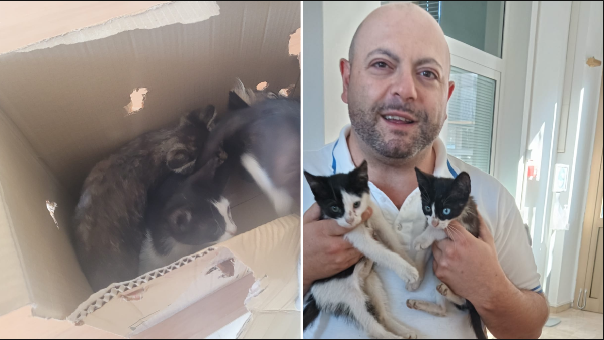 Abbandonati in strada a tre settimane: la Polizia locale salva quattro gattini a Carlino - 