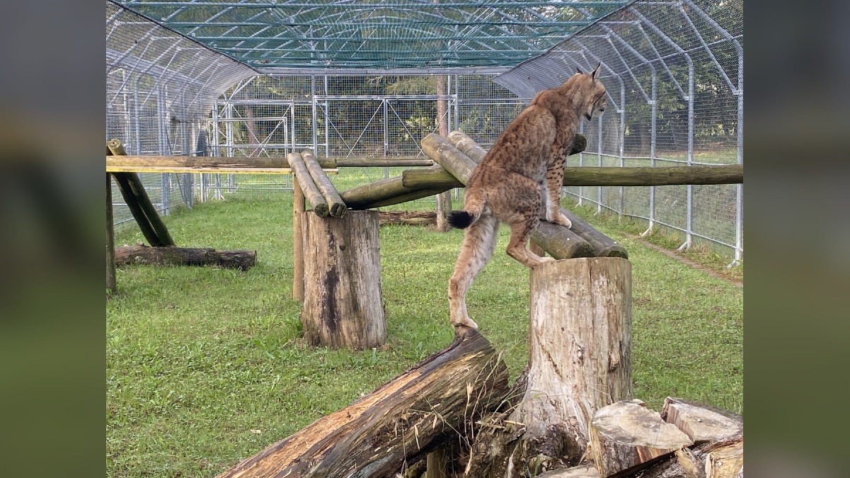 Pagnacco, nuovi fondi al centro fauna: in arrivo una clinica veterinaria specializzata - 