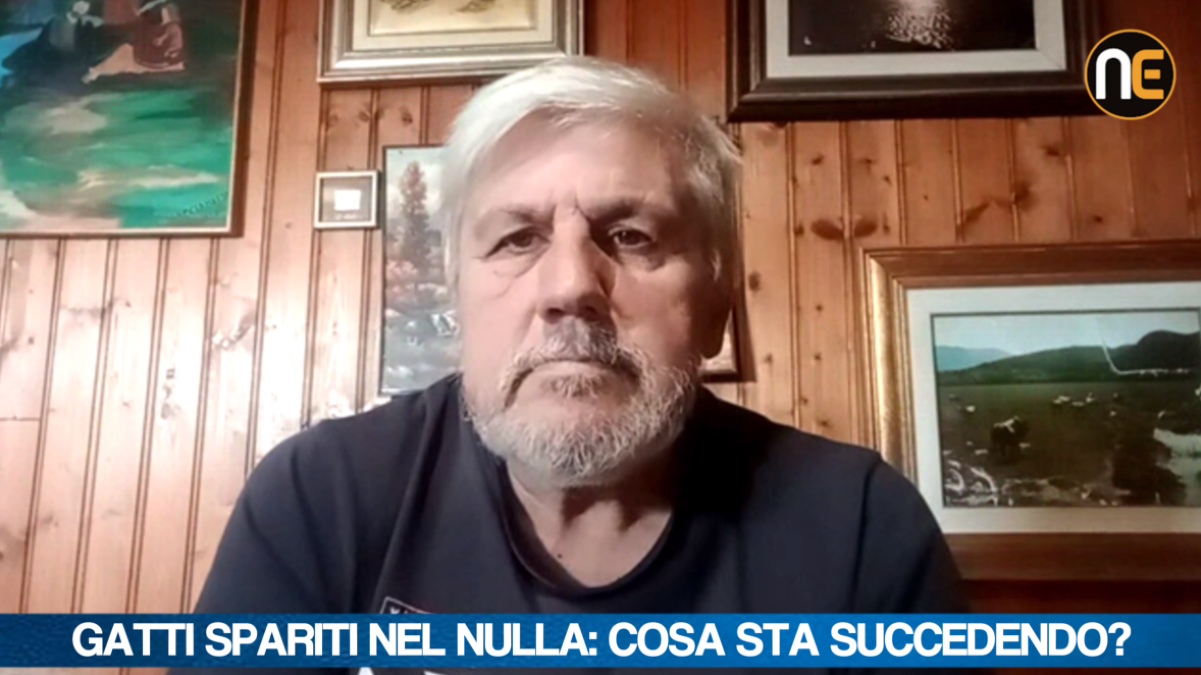 Sedico, decine di gatti non tornano a casa: esposto in Procura e appello ai proprietari - 