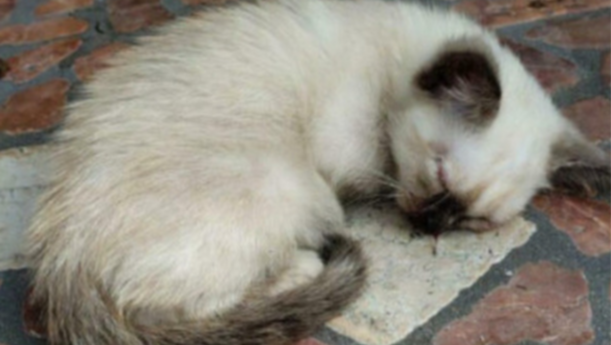 San Donà, cucciolo di gatto ridotto in fin di vita: parte la gara di solidarietà per salvarlo - 
