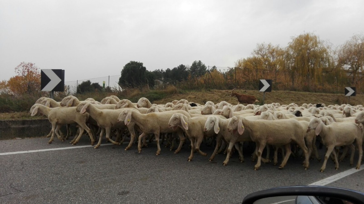 Pecore travolte a Casale sul Sile, a giudizio un 36enne: dibattimento fissato nel 2028 - Immagine di repertorio