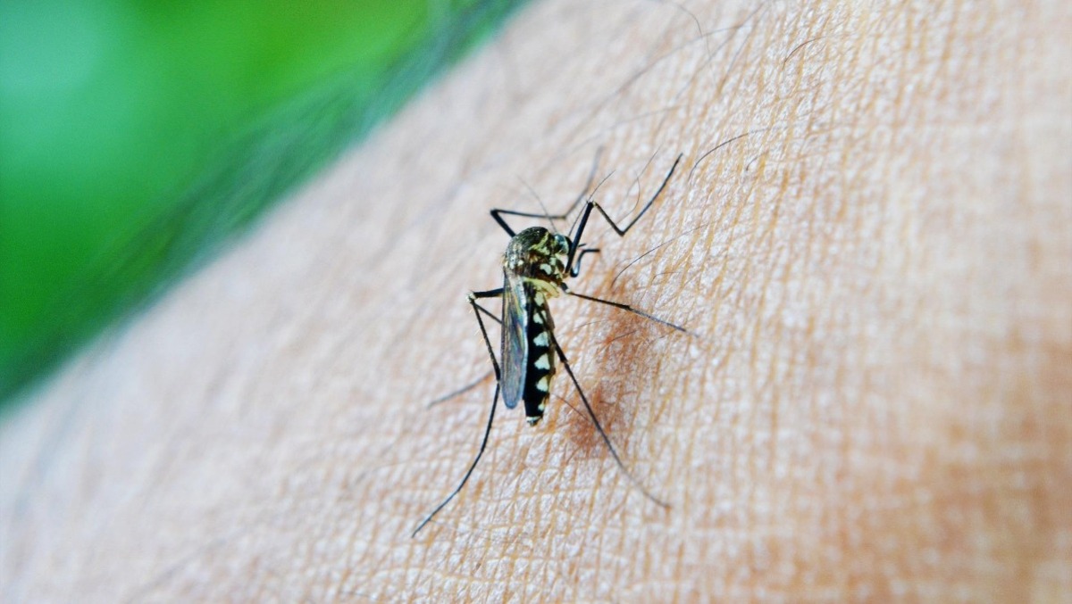Marghera, caso di dengue in un 23enne: mappa delle zone trattate e regole per i residenti - 