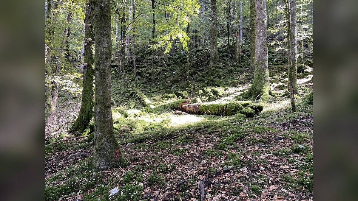 Dal Cansiglio alla Carnia, il Friuli Venezia Giulia porta tre foreste nella rete dei boschi vetusti - 