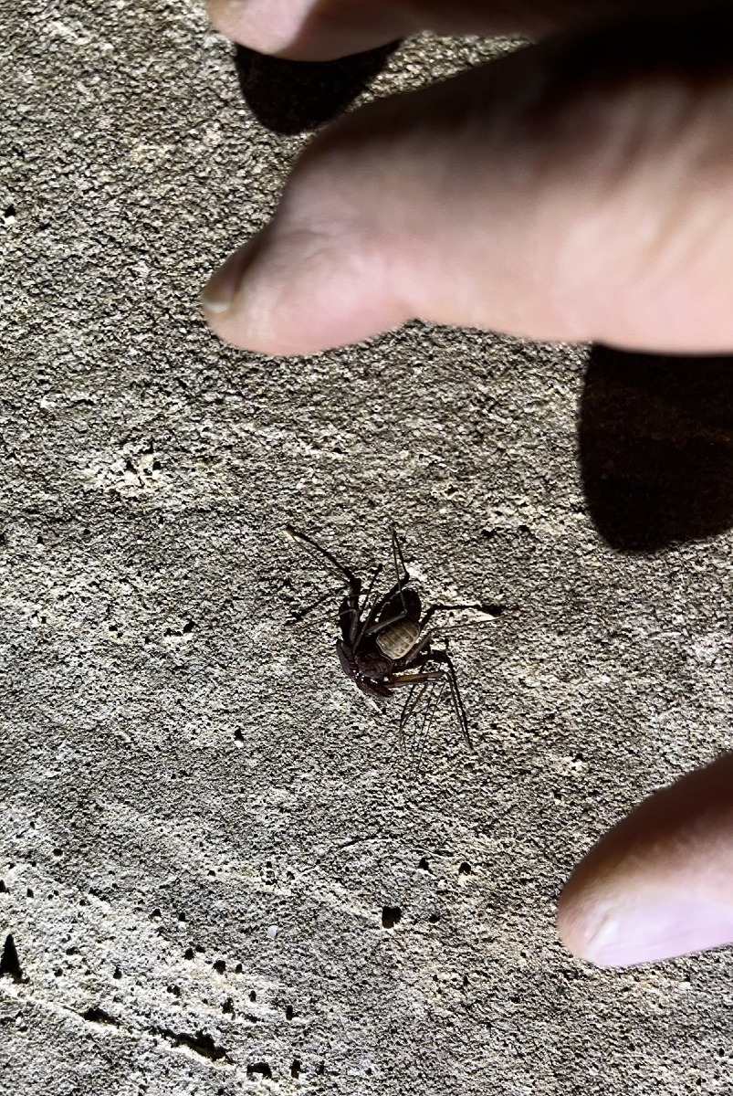 Kleine Berlin, femmina del raro Charinus ioanniticus trovata con i piccoli
