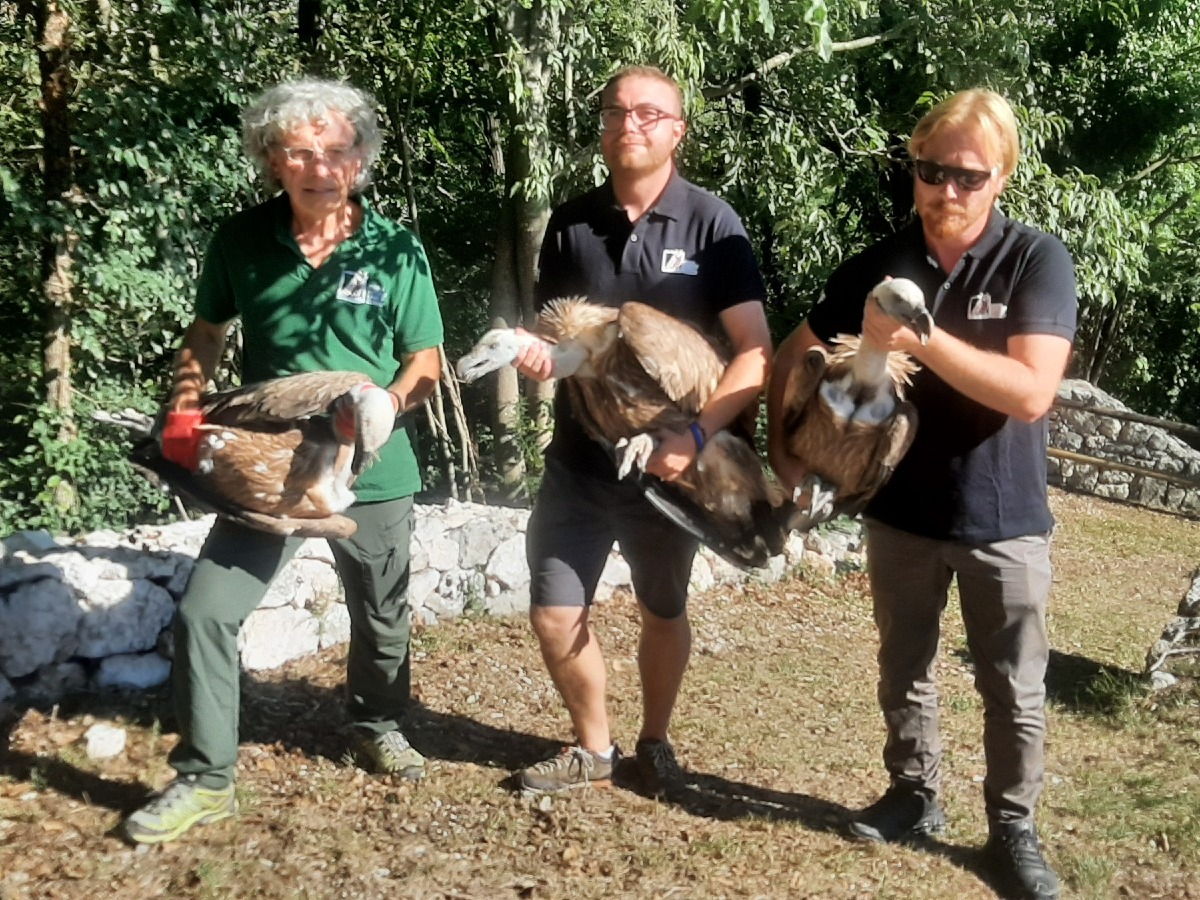 Cornino, tre giovani grifoni tornano in volo: in cura anche Mara, salvata vicino a Gemona