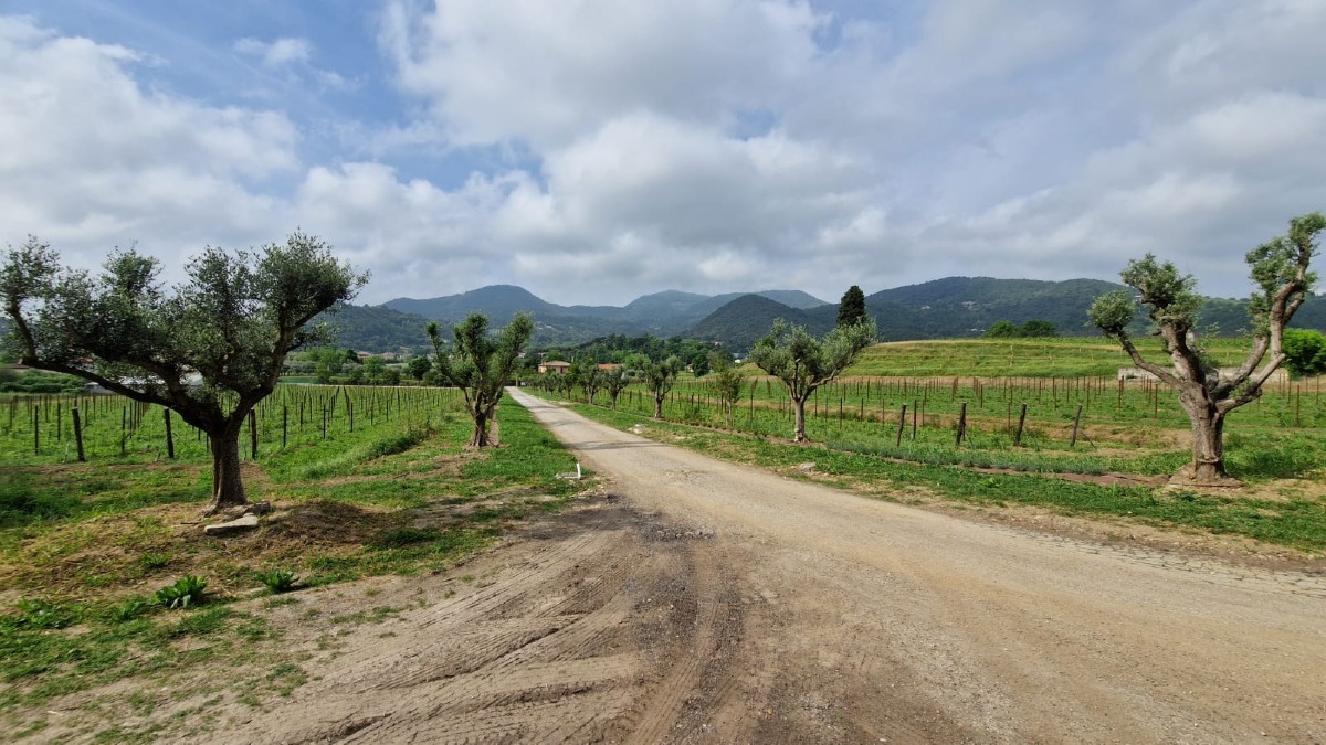 Villa Maggioni, Riccardo Cotarella guiderà il progetto del vino nei Colli Euganei