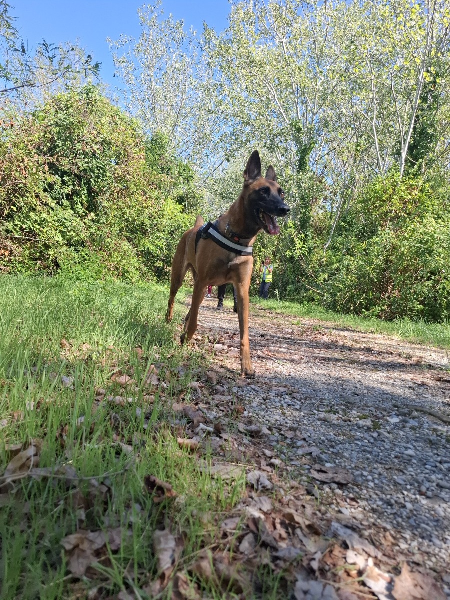 Grado, weekend di K9 Mantrailing con 15 binomi arrivati da tutta Italia