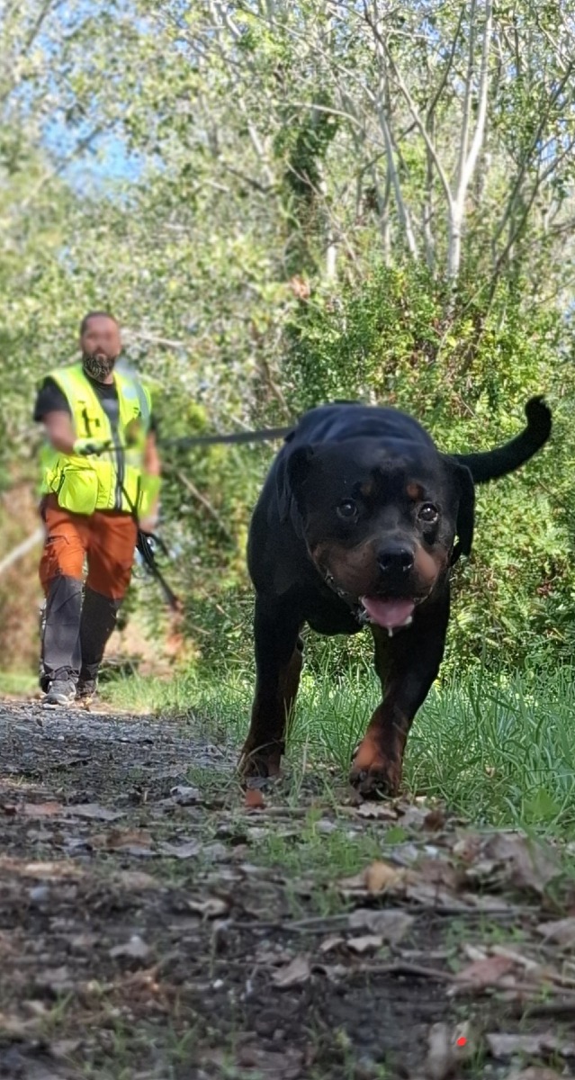 Grado, weekend di K9 Mantrailing con 15 binomi arrivati da tutta Italia