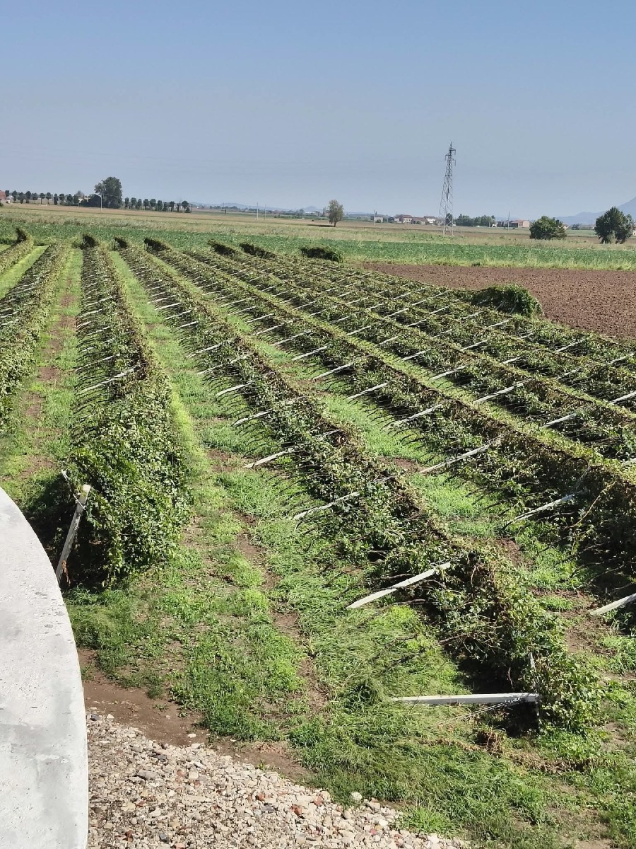 Maltempo nel Vicentino, danni per un milione alle imprese agricole colpite da grandine e