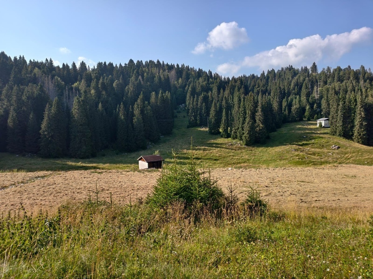 Asiago, a Melette 2000 parte il recupero della pista da sci con fieno e semi locali