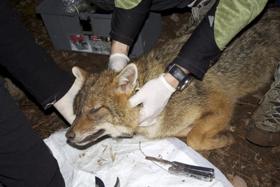 Università di Udine, master sulla fauna selvatica: 25 posti e domande entro il 1° ottobre