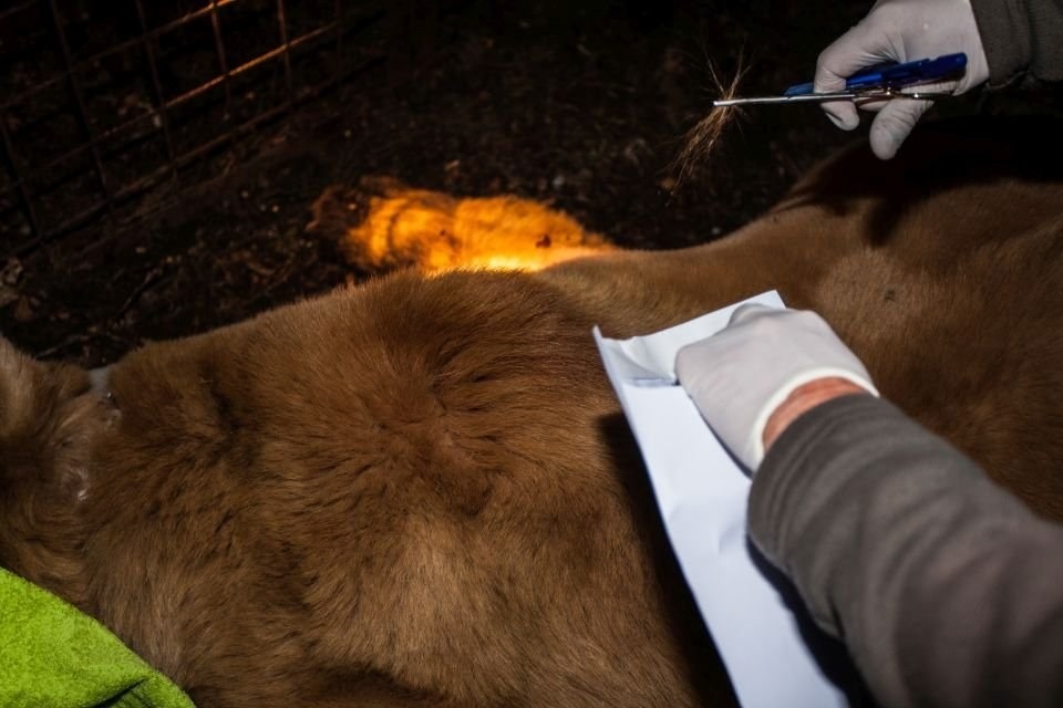 Università di Udine, master sulla fauna selvatica: 25 posti e domande entro il 1° ottobre