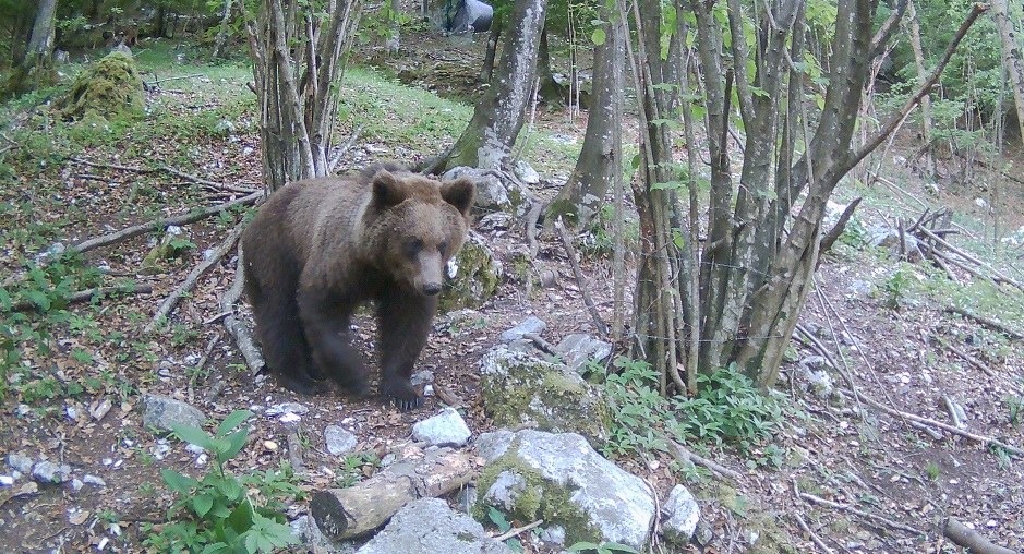 Università di Udine, master sulla fauna selvatica: 25 posti e domande entro il 1° ottobre
