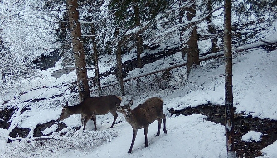 Università di Udine, master sulla fauna selvatica: 25 posti e domande entro il 1° ottobre
