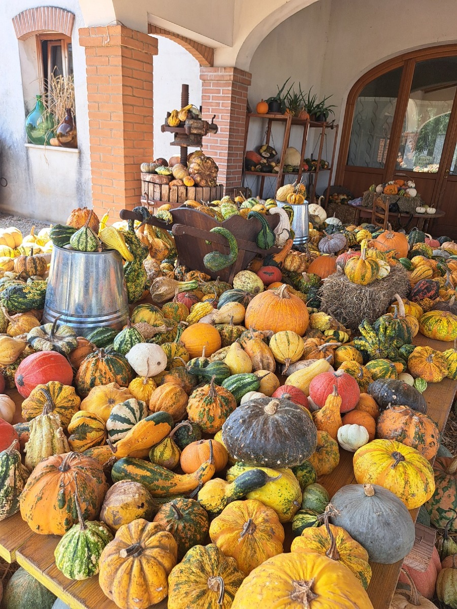 Dueville, riapre il giardino delle zucche Peretti: oltre 600 varietà da metà settembre