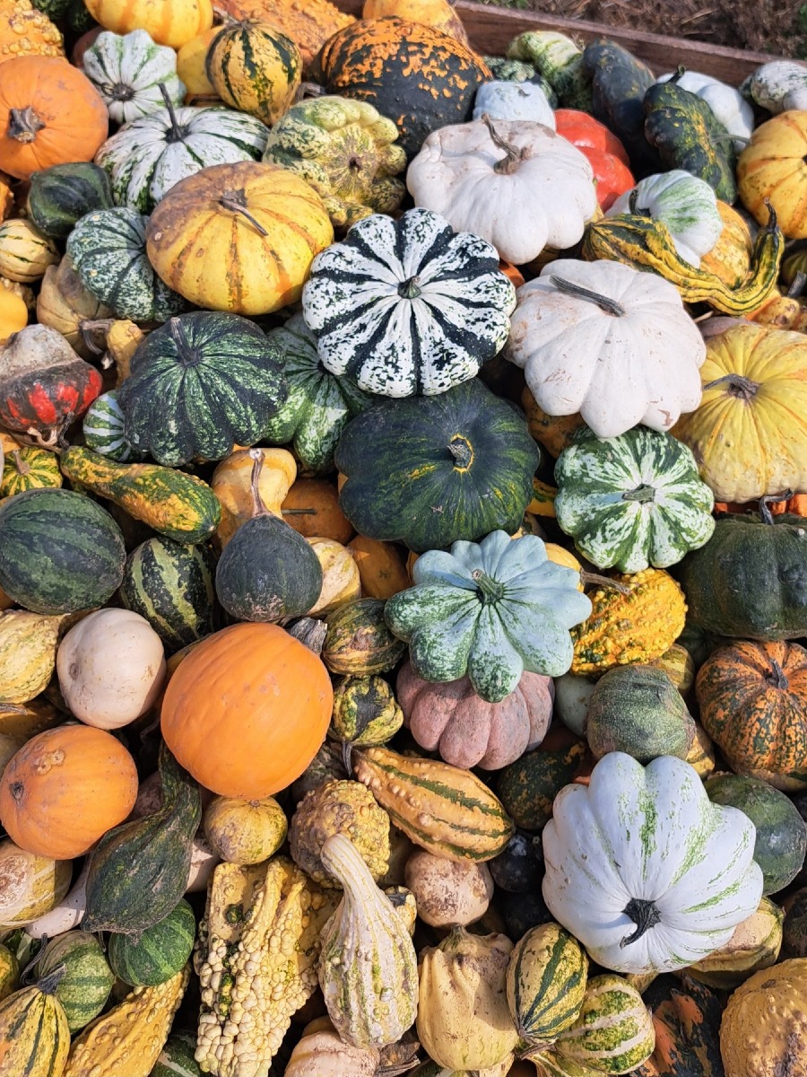 Dueville, riapre il giardino delle zucche Peretti: oltre 600 varietà da metà settembre