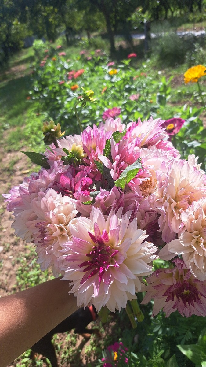 Dueville, riapre il giardino delle zucche Peretti: oltre 600 varietà da metà settembre