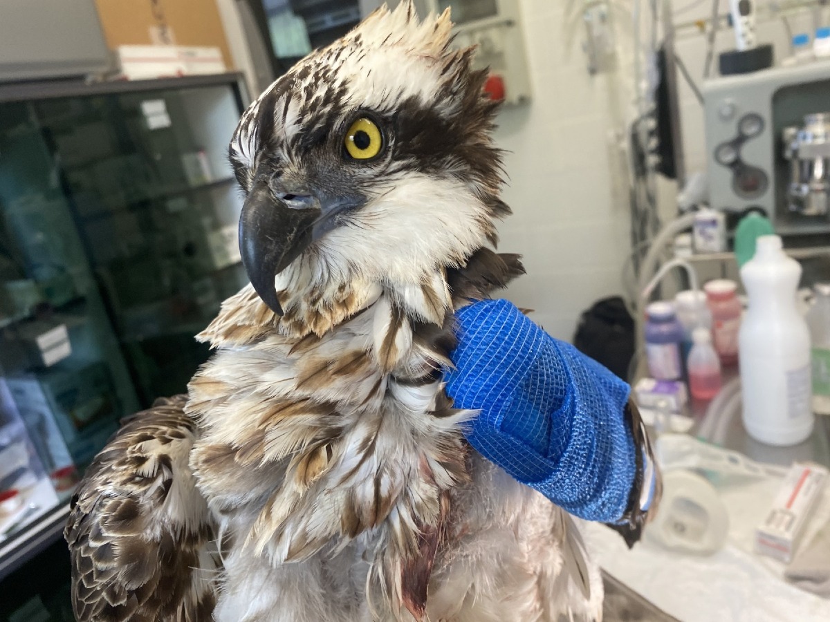 Fauna selvatica, dalla Regione FVG 1,7 milioni per il centro di Pagnacco