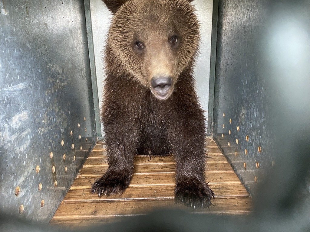 Fauna selvatica, dalla Regione FVG 1,7 milioni per il centro di Pagnacco