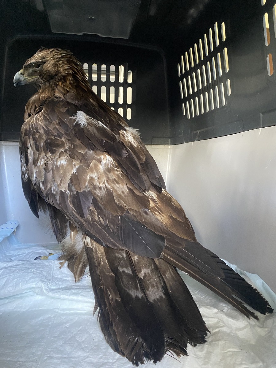 Fauna selvatica, dalla Regione FVG 1,7 milioni per il centro di Pagnacco