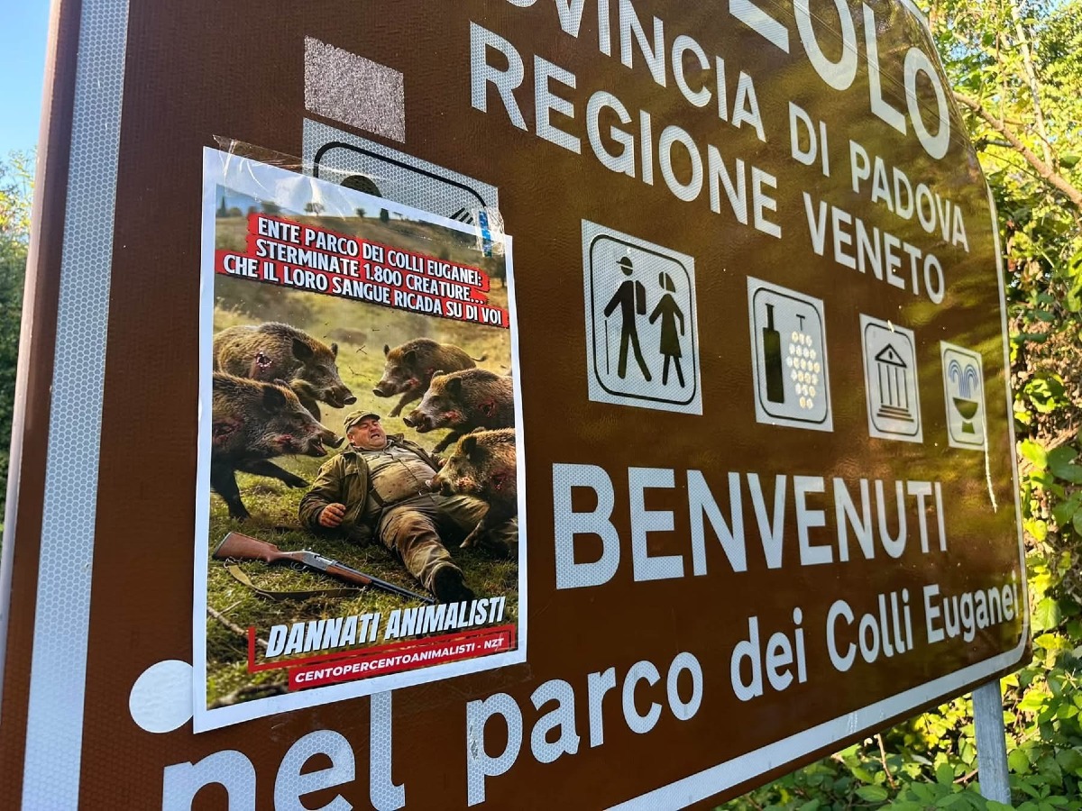 Monte Venda, locandine contro l’abbattimento dei cinghiali nei Colli Euganei