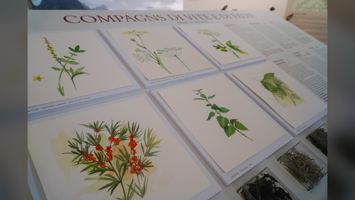 Tolmezzo, al Museo Carnico un laboratorio di ceramica botanica per adulti il 3 ottobre - 