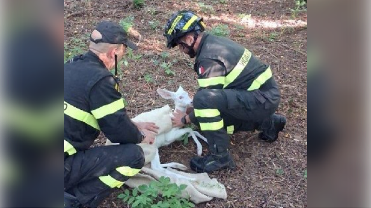 Non riesce più a risalire il canale: soccorso e poi liberato un capriolo albino  - 