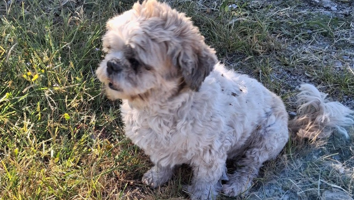 Roveredo, cane abbandonato e legato a un albero senza acqua né cibo - 