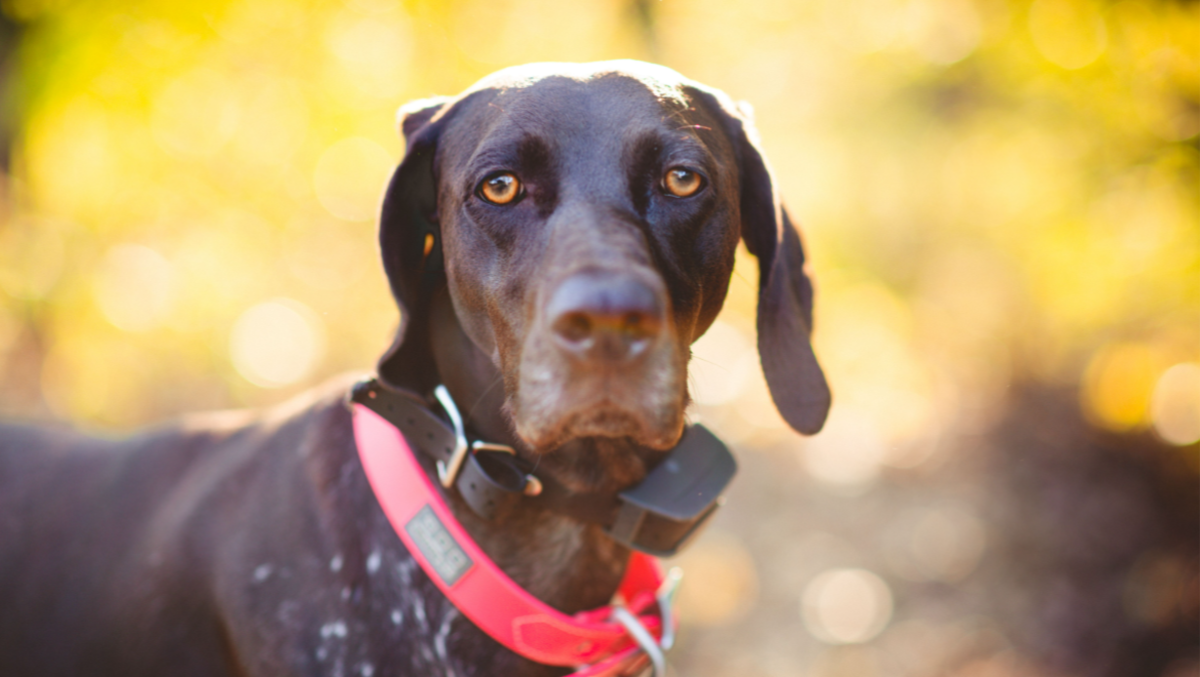 Tolmezzo, scariche elettriche al cane: collare sequestrato, 50enne denunciato - 