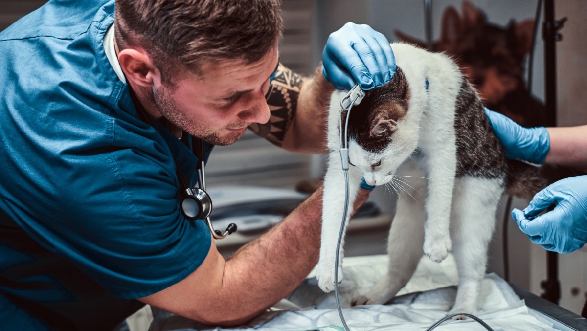 Pronto soccorso veterinario H24 in Friuli Venezia Giulia: la proposta in Commissione - 
