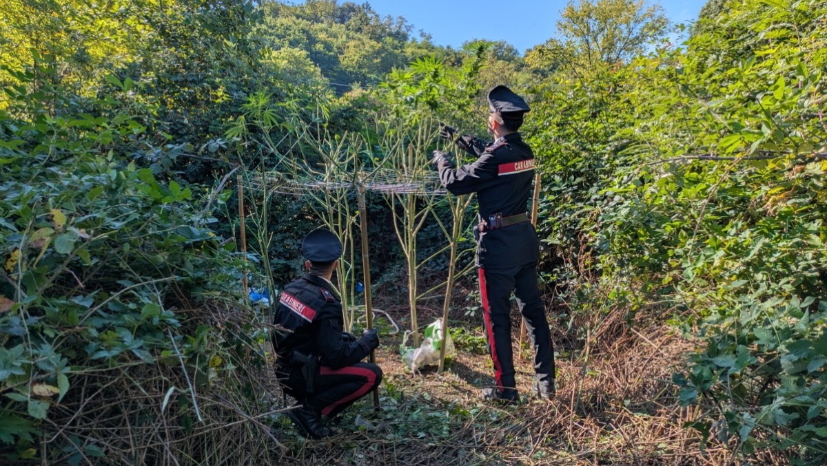 Fermato con uno spinello, poi la scoperta in casa: oltre 5 chili di marijuana e otto piante | VIDEO - 