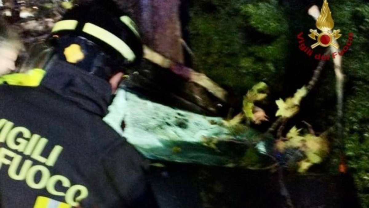 Va al lavoro, un platano crolla sull’auto e lo schiaccia: muore un militare di 46 anni - Immagine di repertorio