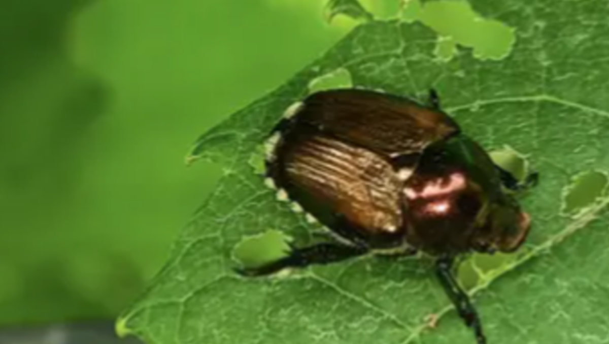 Scoperto nei vigneti, può colpire oltre 300 specie: scatta l’allarme scarabeo giapponese - 