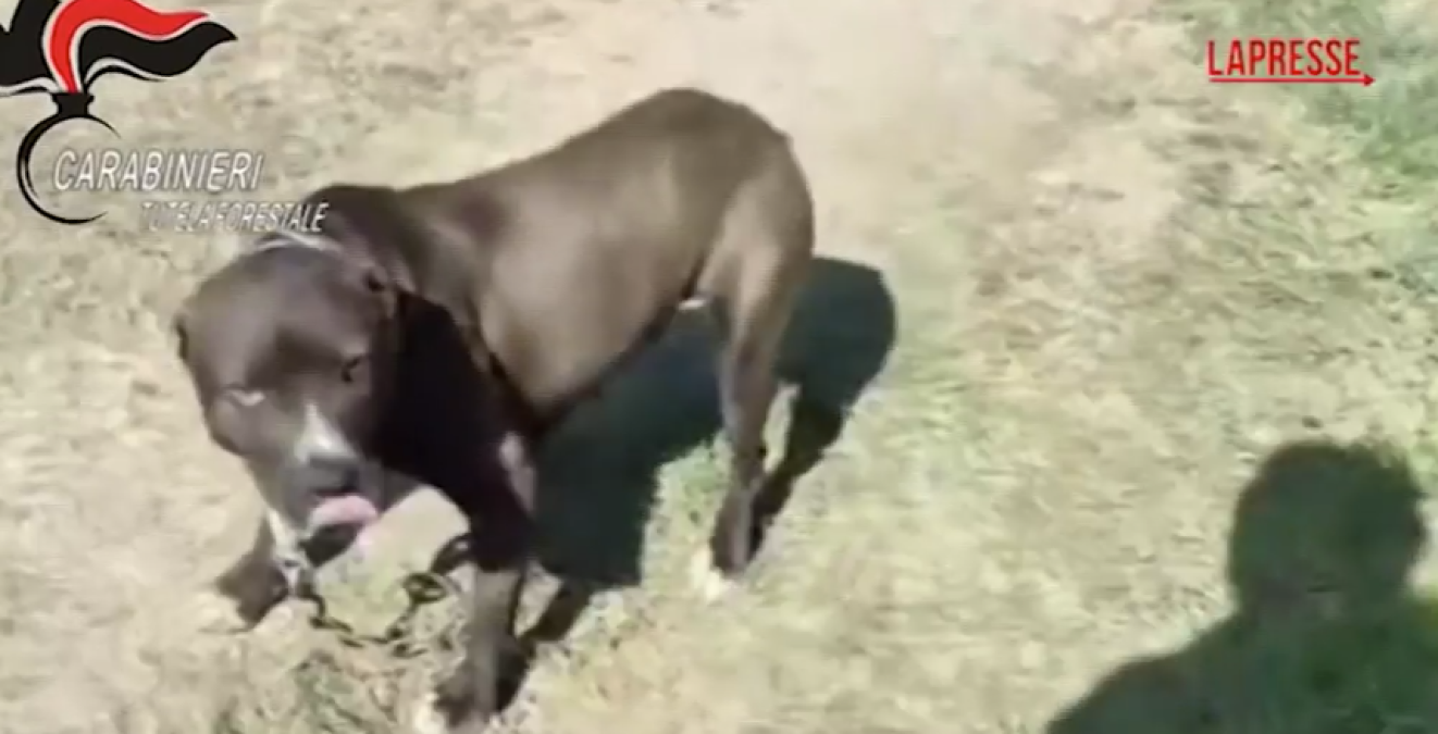 Venezia tra le province dell’inchiesta sui pitbull: 24 cani sequestrati e 12 persone coinvolte - 