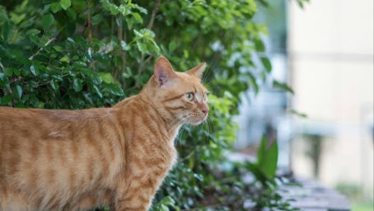 Torre, gatto trovato senza vita in via Isonzo: associazioni animaliste chiedono verifiche - 