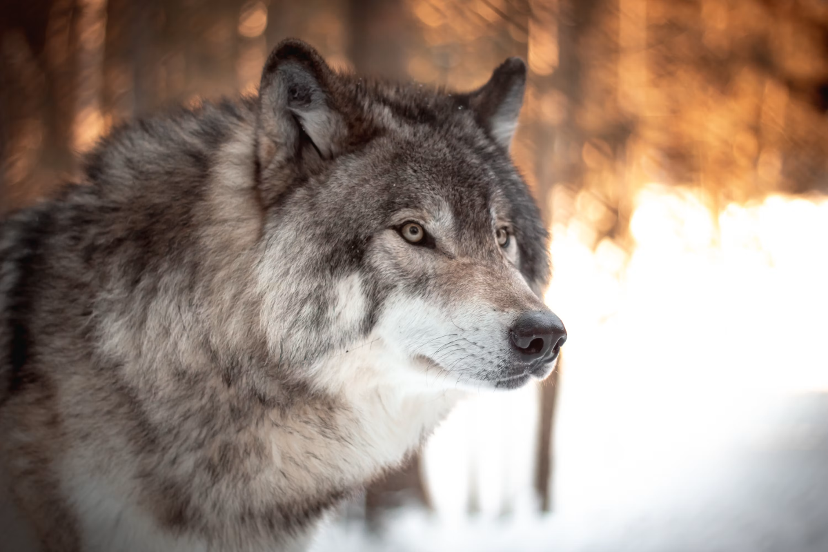 A Mestre il lupo entra in aula: dibattimento pubblico tra diritto, allevamenti e fauna selvatica - 